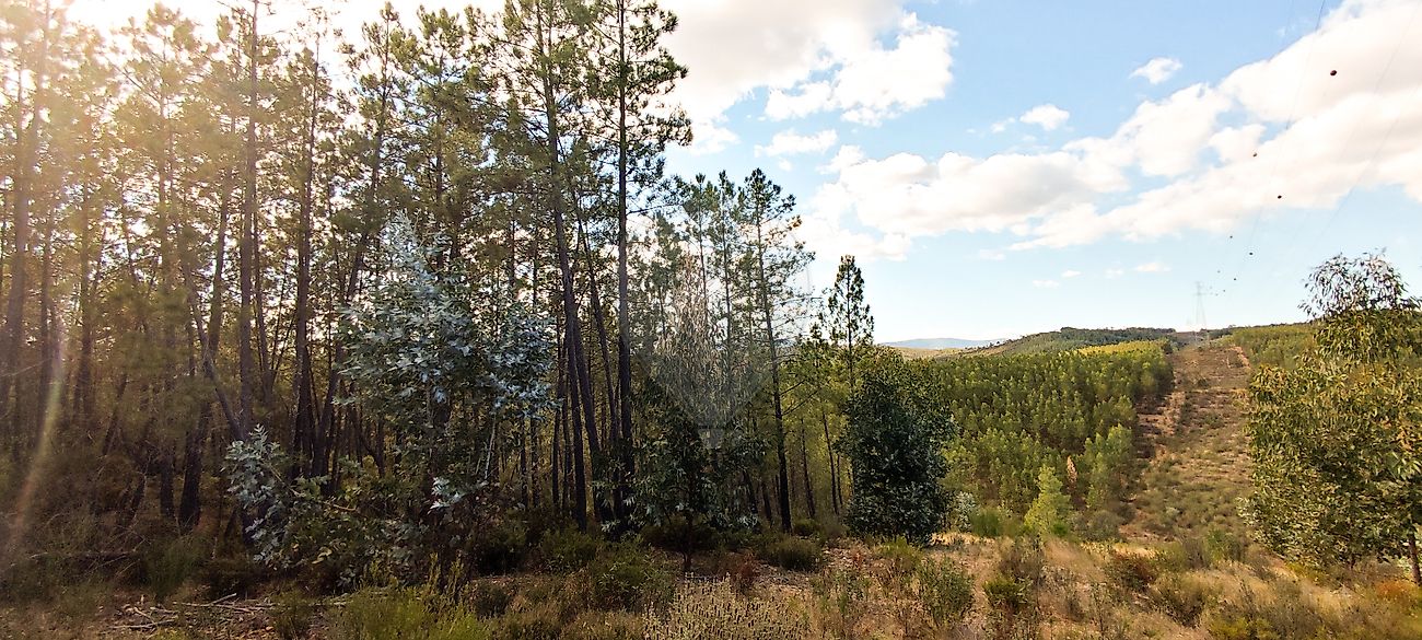 Terreno  à venda em Castelo Branco