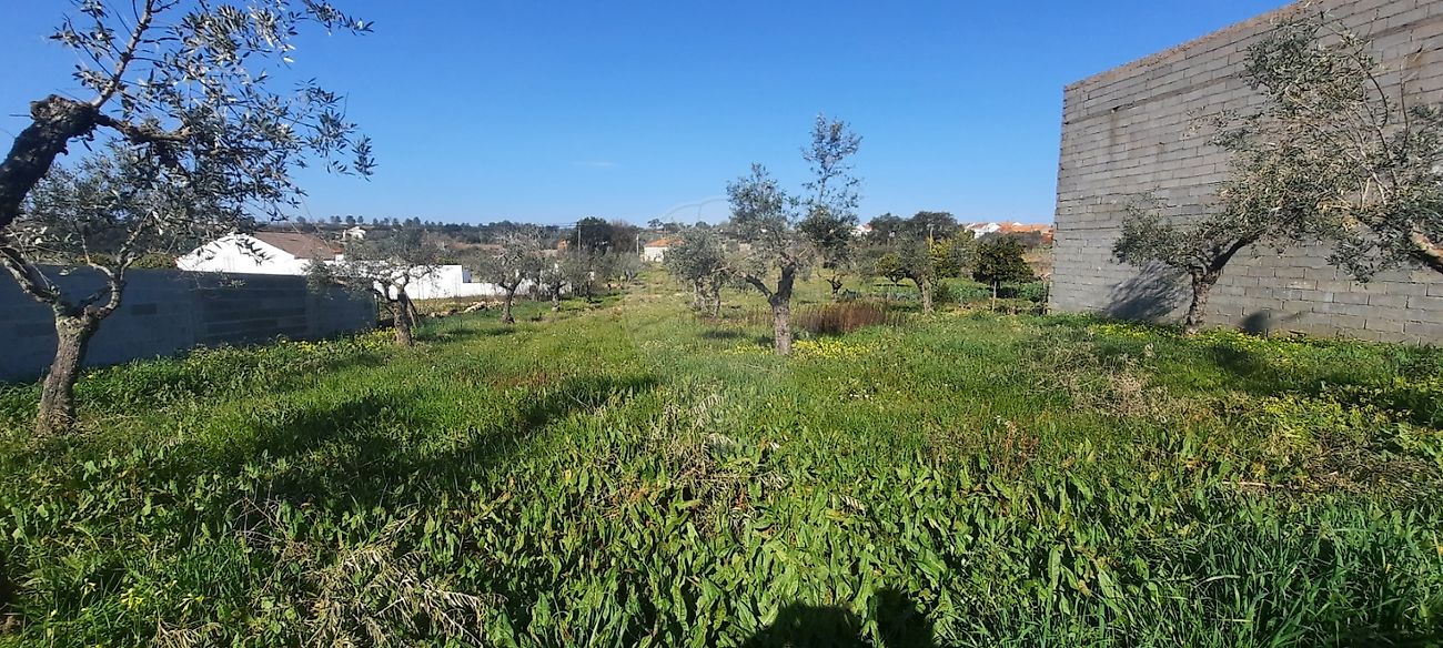 Terreno à venda em Castelo Branco