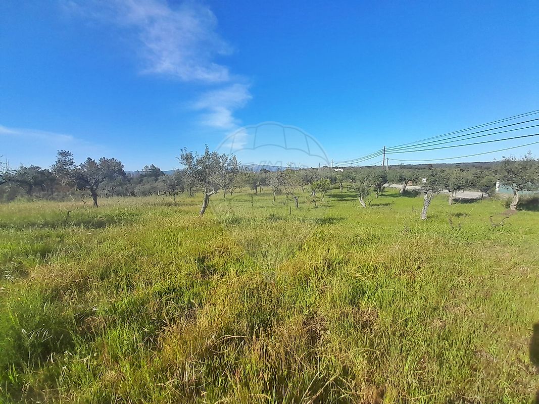 Terreno  à venda em Juncal do Campo
