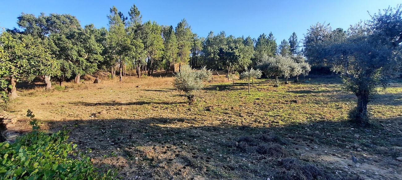 Terreno à venda em Castelo Branco