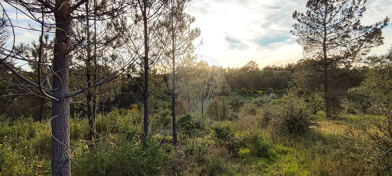 Terreno  à venda em Castelo Branco