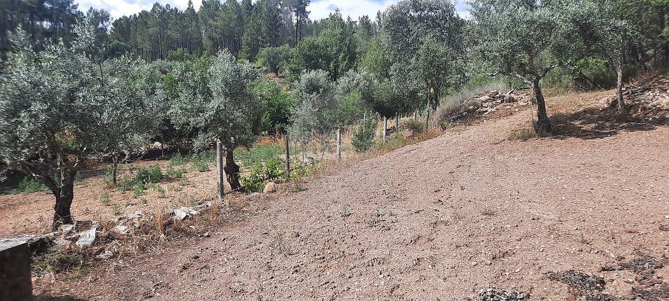 Terreno  à venda em Castelo Branco