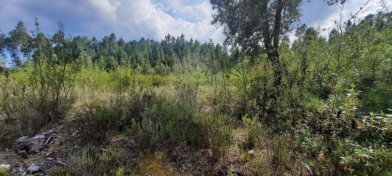 Terreno à venda em Castelo Branco