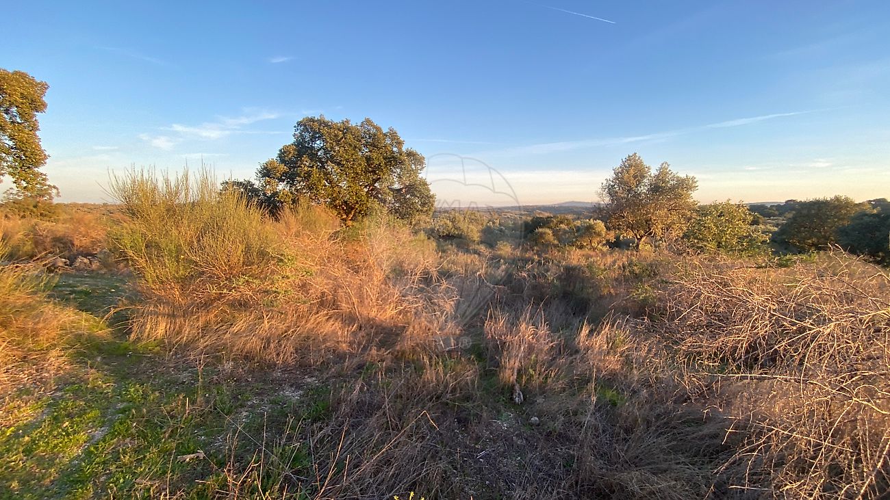 Terreno  à venda em Idanha-a-Nova