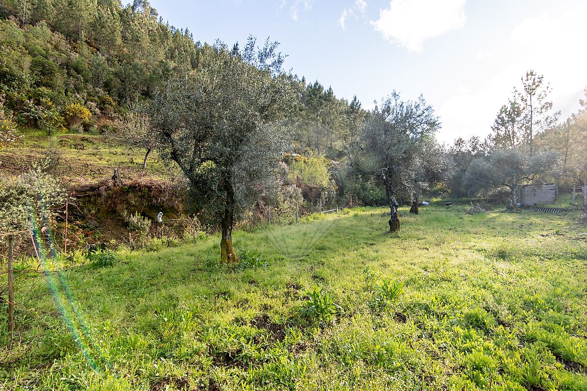Terreno à venda em Castelo Branco