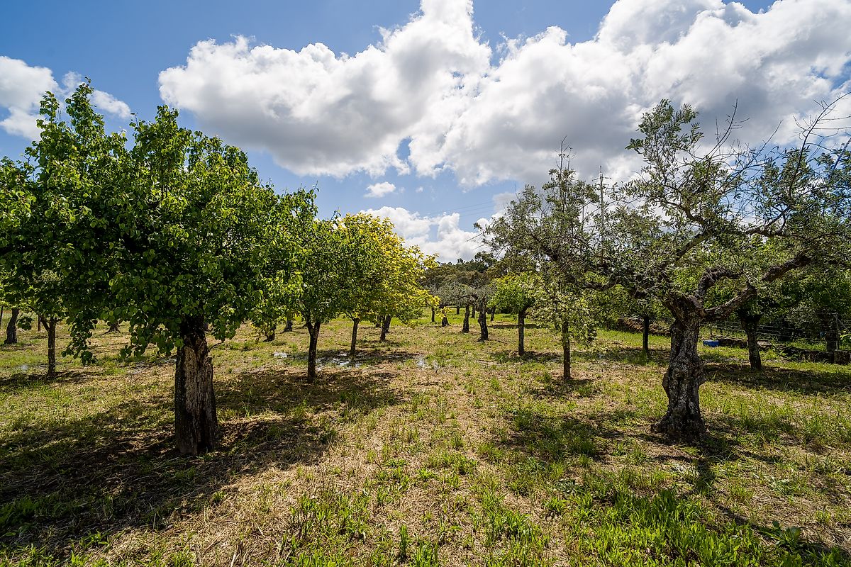 Moradia T3 à venda em Ninho do Açor e Sobral do Campo, Castelo Branco — foto 29