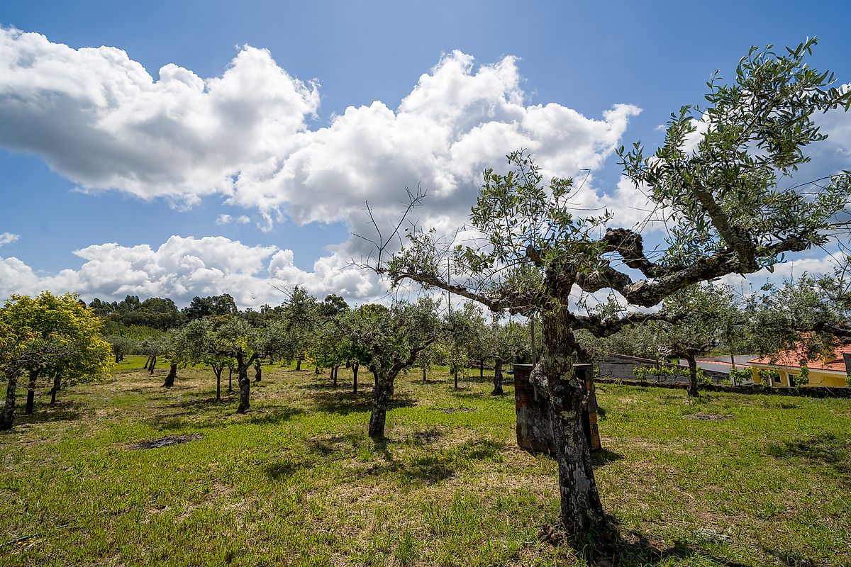 Moradia T3 à venda em Ninho do Açor e Sobral do Campo, Castelo Branco — foto 34