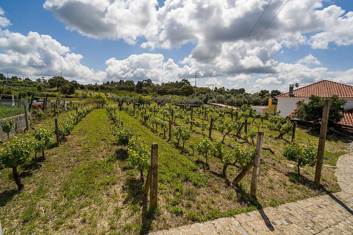 Moradia T3 à venda em Ninho do Açor e Sobral do Campo, Castelo Branco — foto 26
