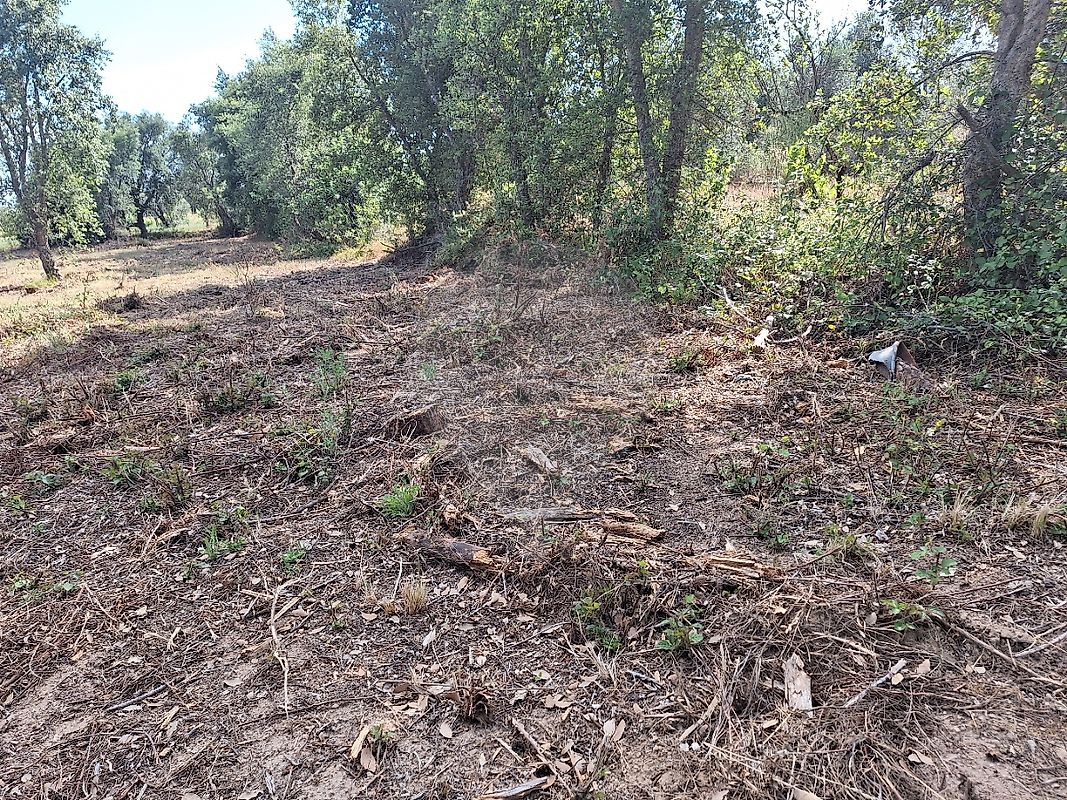 Terreno  à venda em Castelo Branco