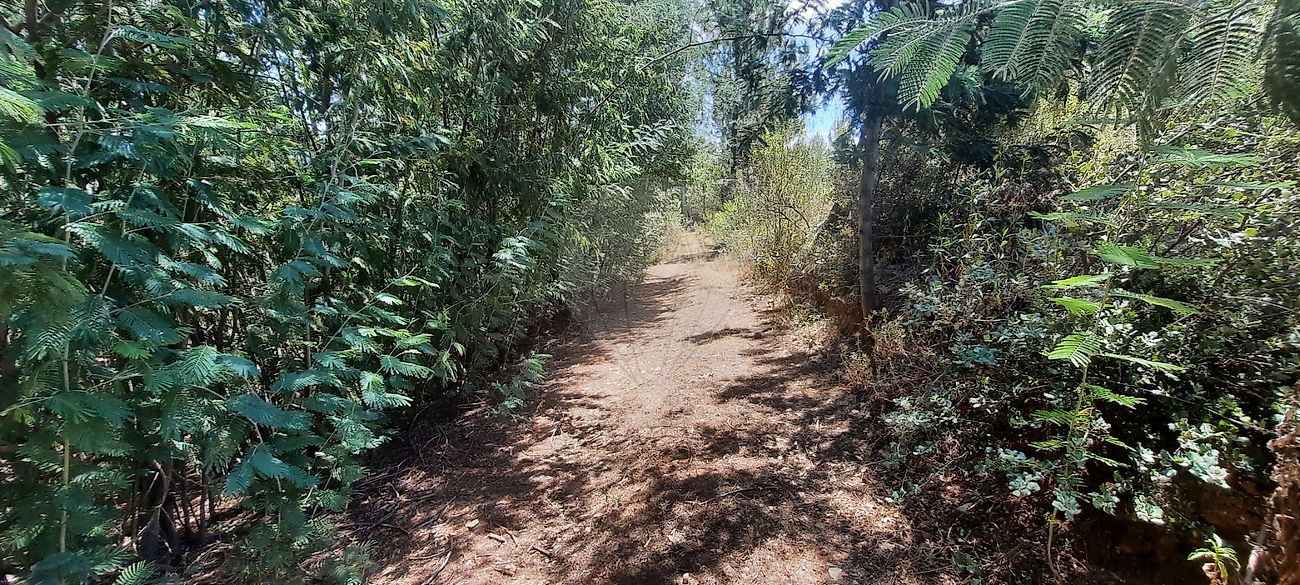 Terreno à venda em Castelo Branco