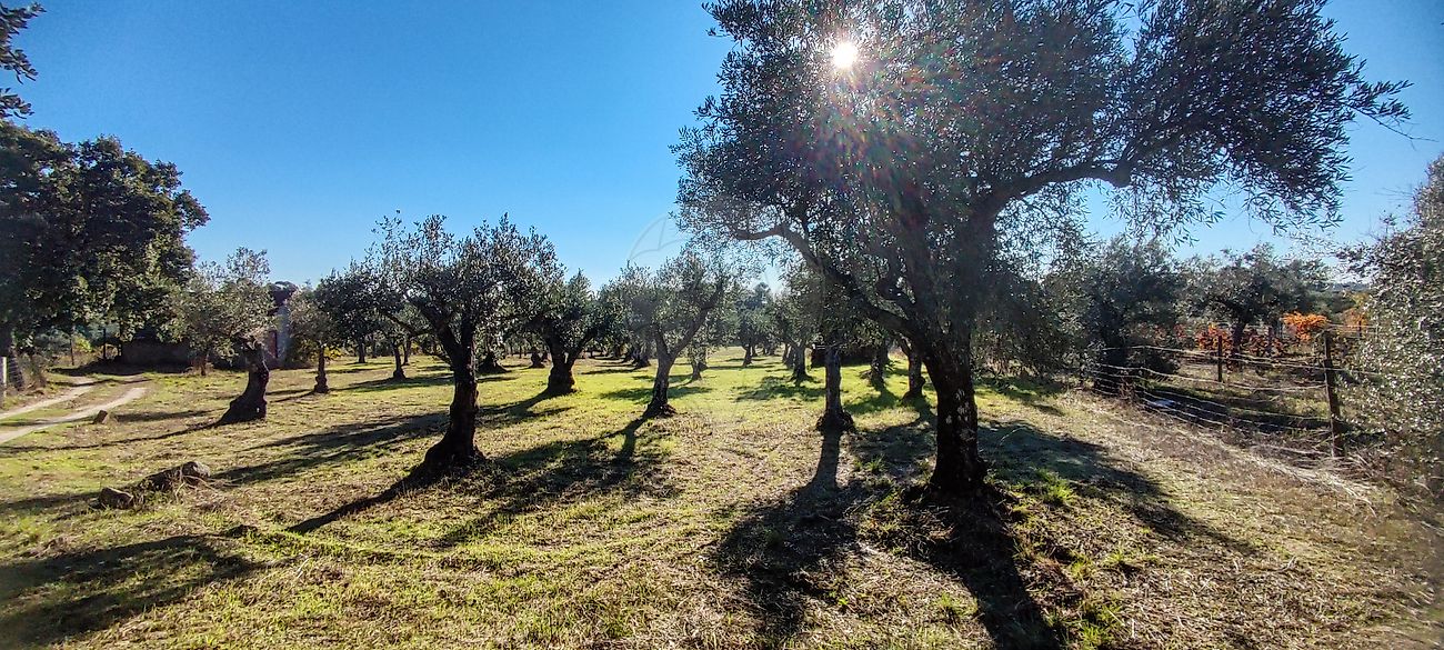 Terreno  à venda em Castelo Branco