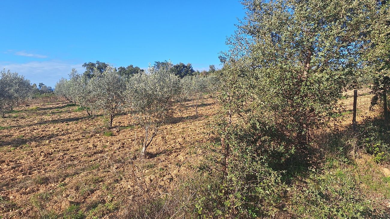 Terreno  à venda em Castelo Branco