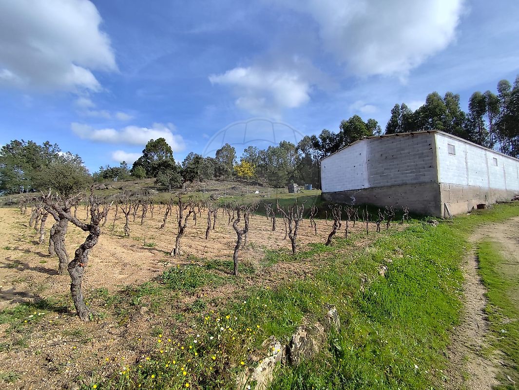 Quinta à venda em Castelo Branco