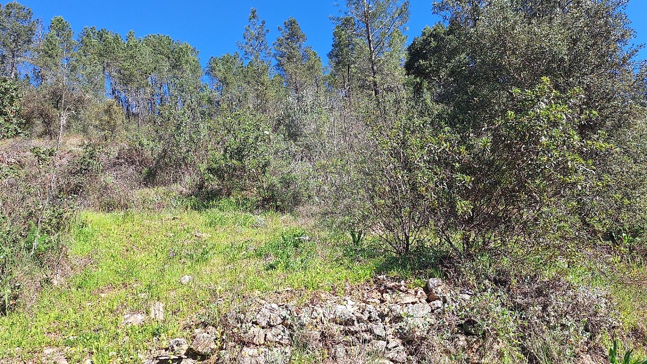 Terreno  à venda em Castelo Branco