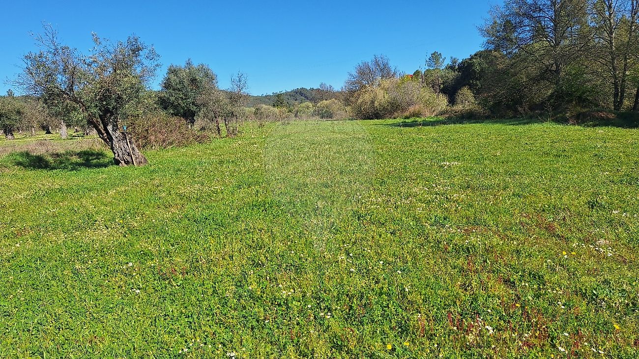 Terreno  à venda em Castelo Branco