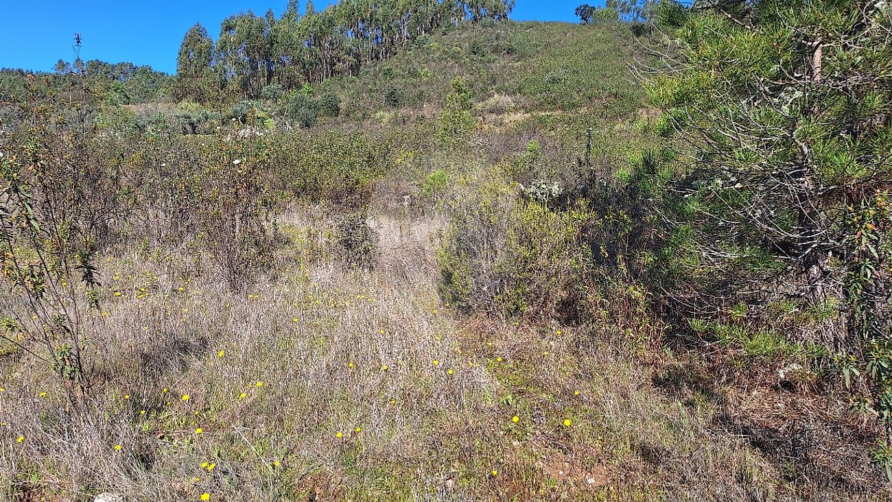 Terreno à venda em Castelo Branco