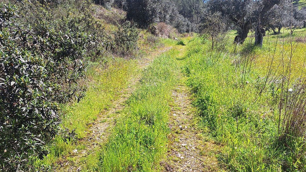 Terreno  à venda em Castelo Branco