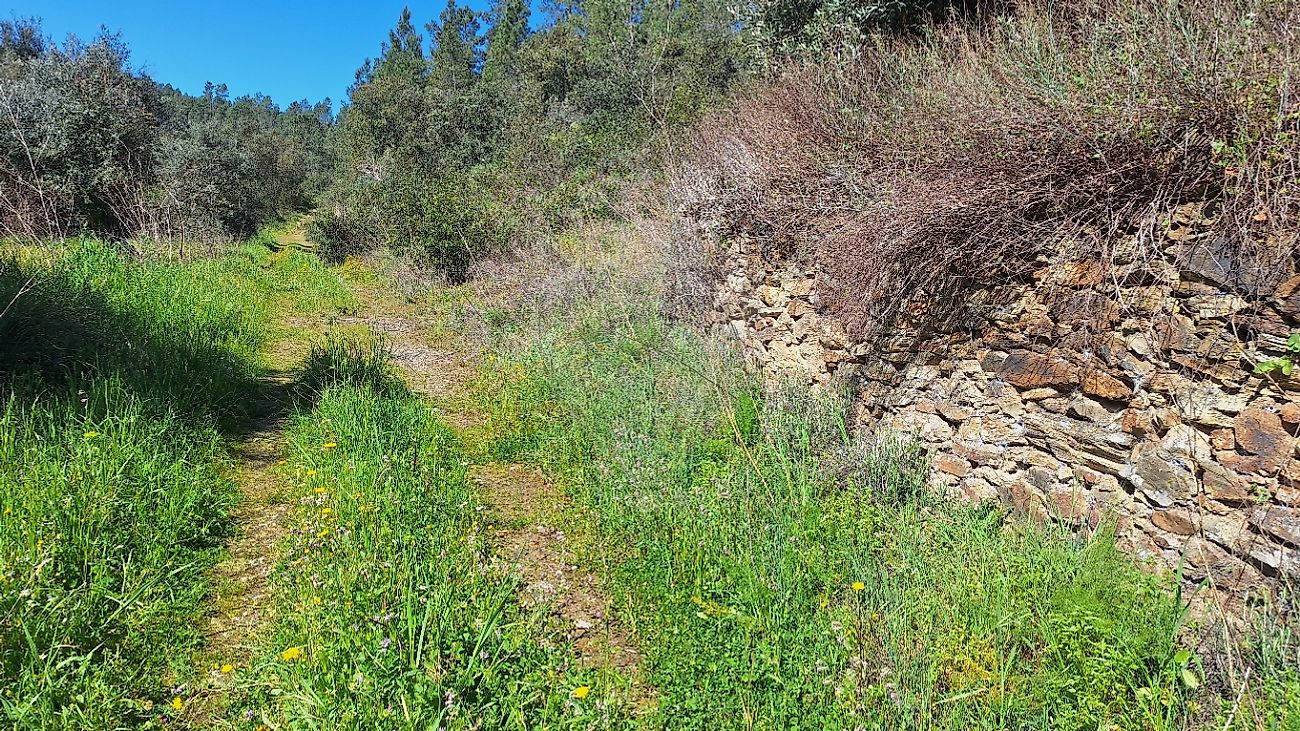 Terreno à venda em Castelo Branco