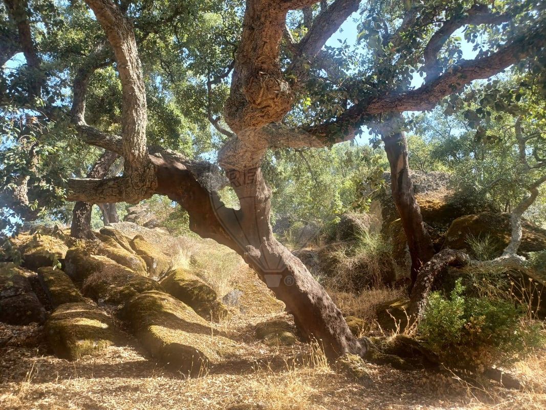 Terreno  para venda