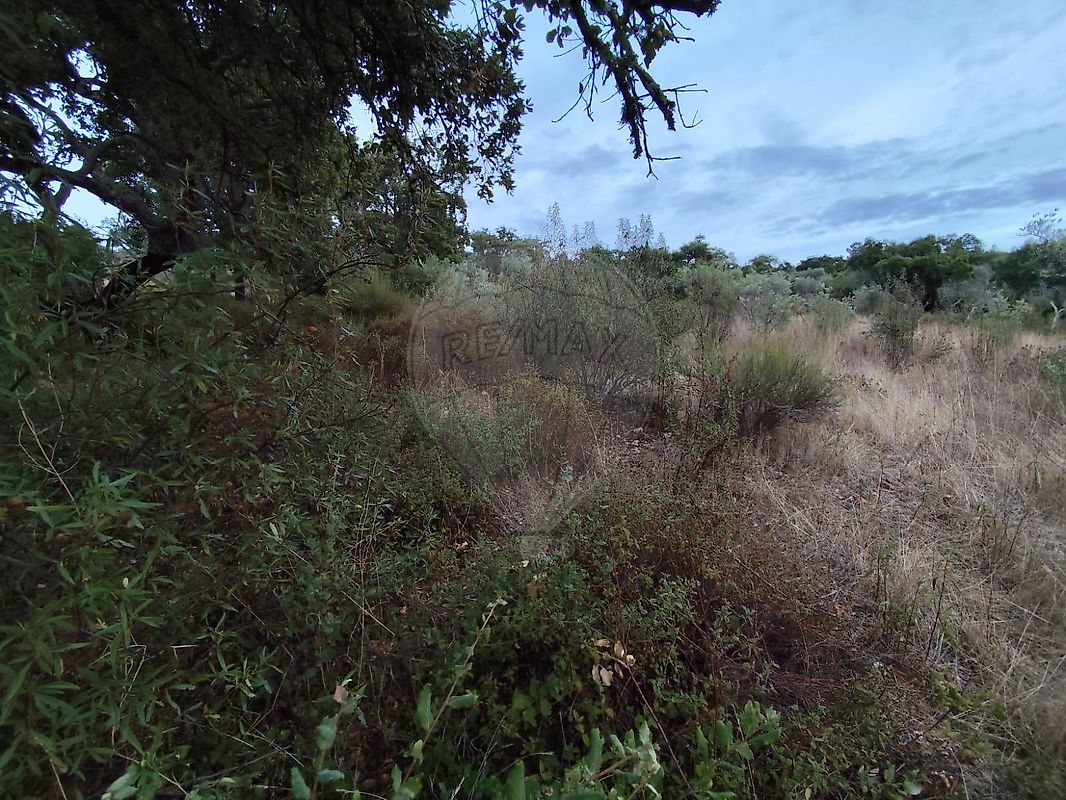 Terreno à venda em Castelo Branco