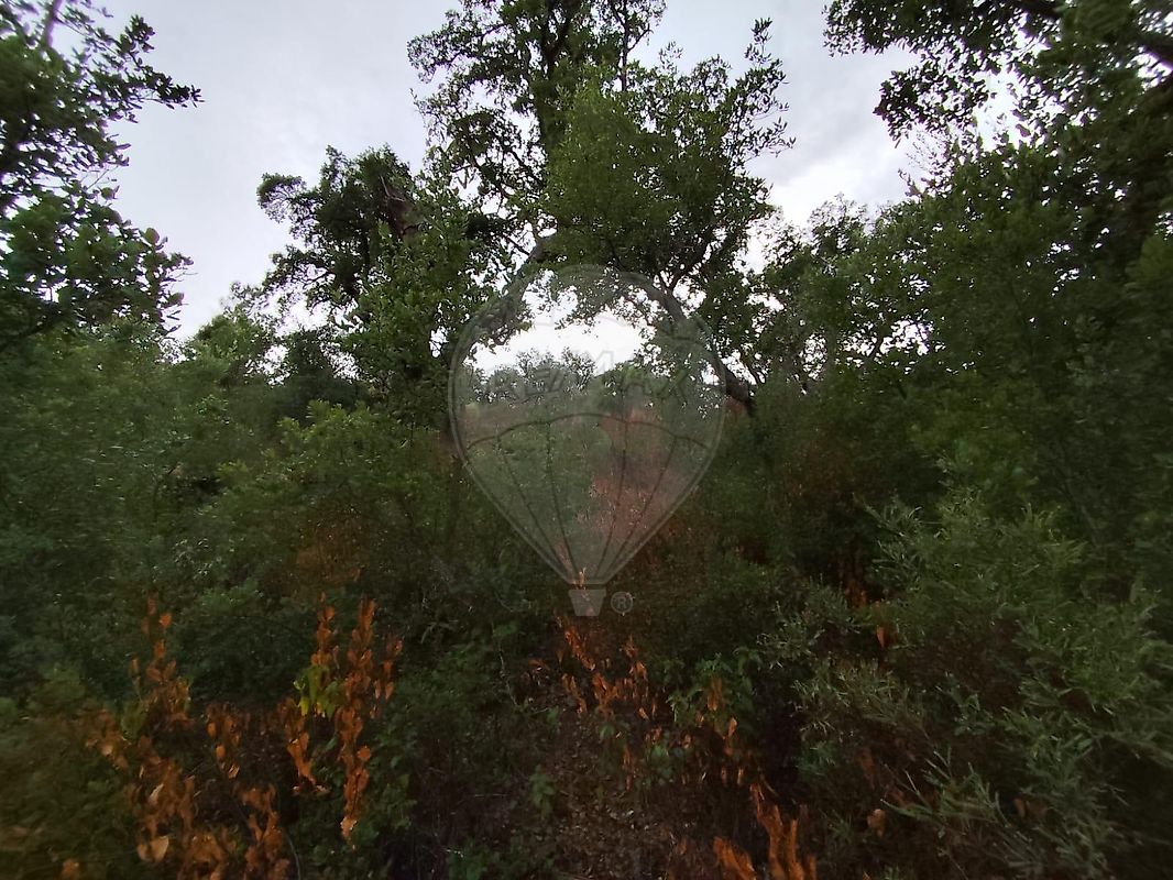 Terreno à venda em Castelo Branco