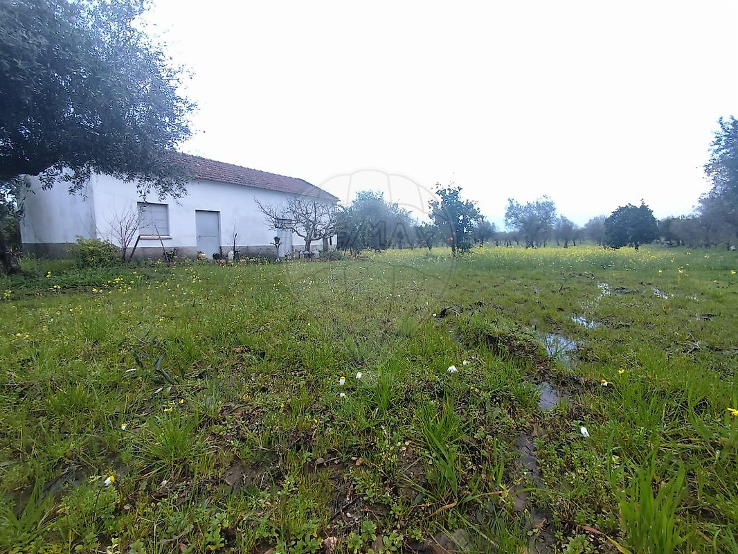 Terreno - Ladoeiro, Idanha-a-Nova, Castelo Branco