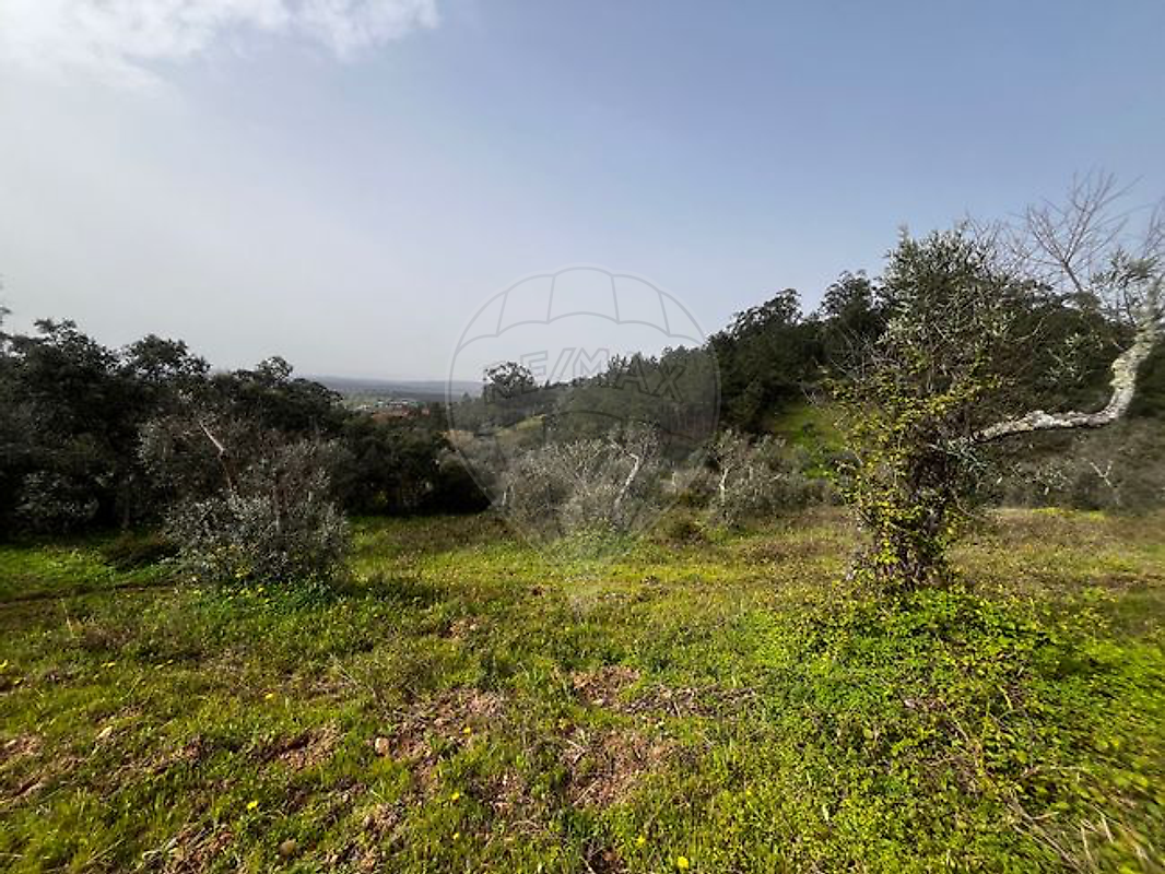 Terreno à venda em Castelo Branco