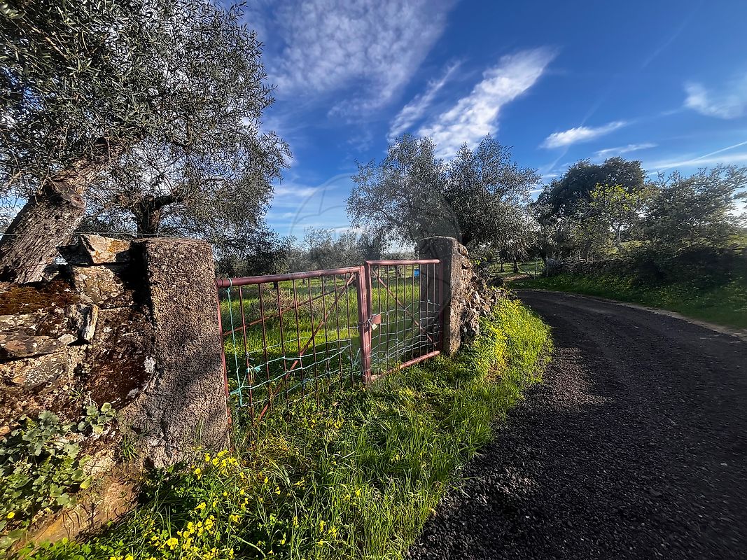 Terreno - Zebreira e Segura, Idanha-a-Nova, Castelo Branco