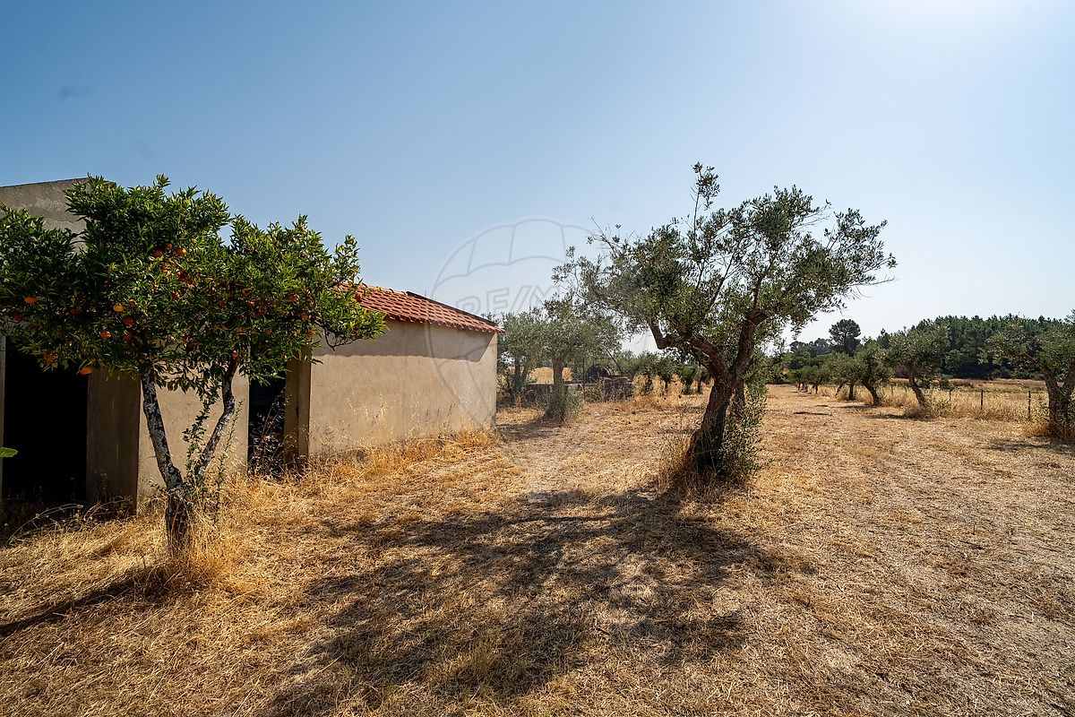 Terreno - Lardosa, Castelo Branco, Castelo Branco