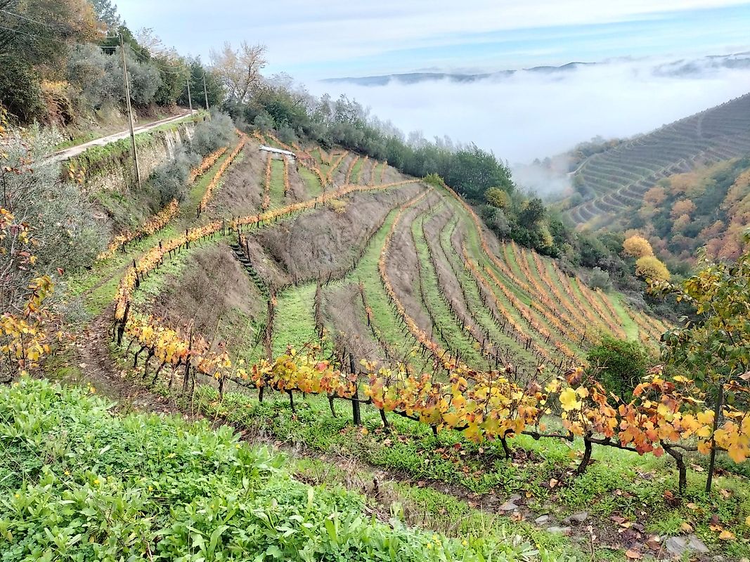 Terreno  para venda