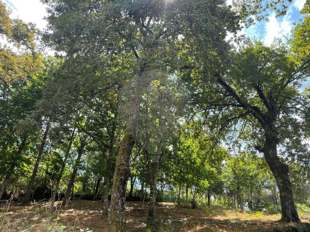 Terreno  para venda
