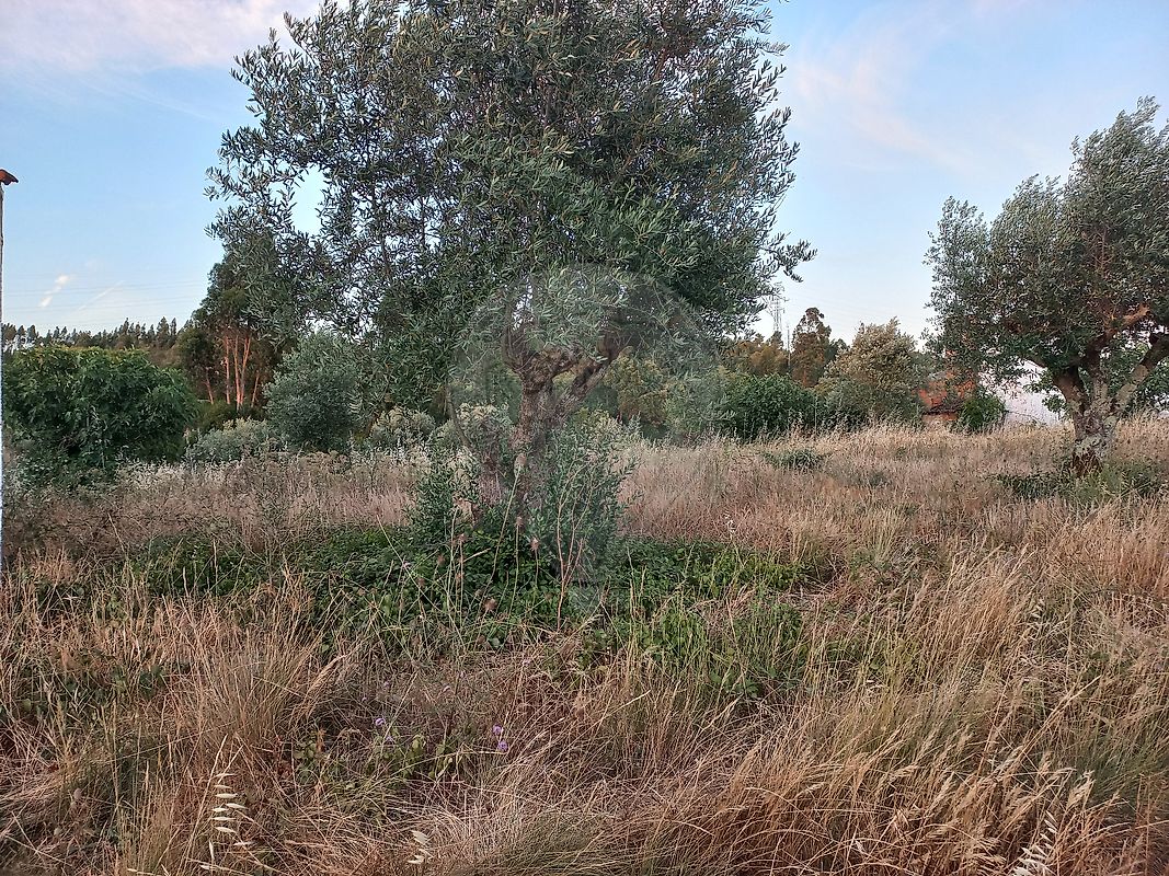 Terreno - São Pedro de Tomar, Tomar, Santarém