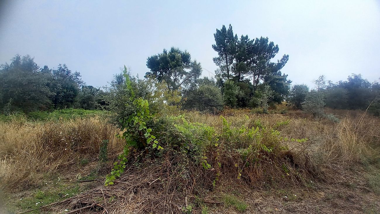 Terreno  à venda em Tomar