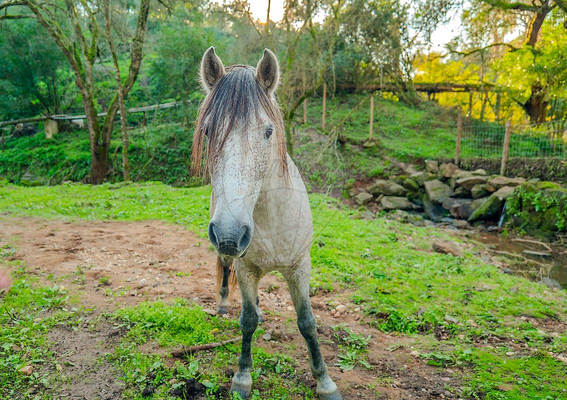 Moradia T6+ à venda em Asseiceira, Tomar — foto 11