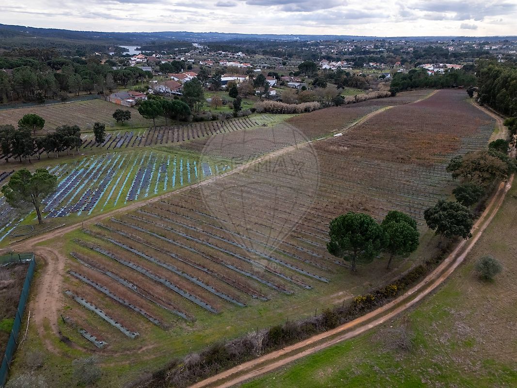 Terreno - Casais e Alviobeira, Tomar, Santarém