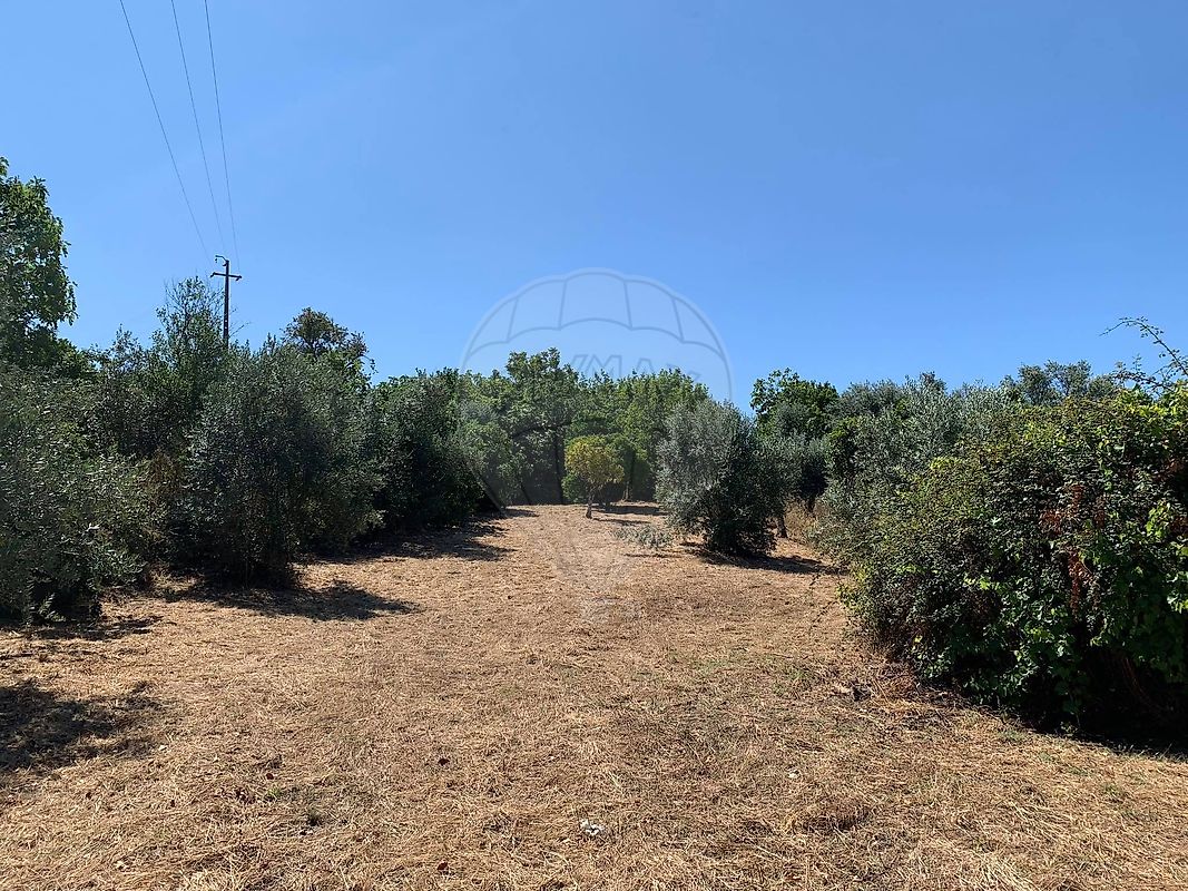 Terreno - Olalhas, Tomar, Santarém