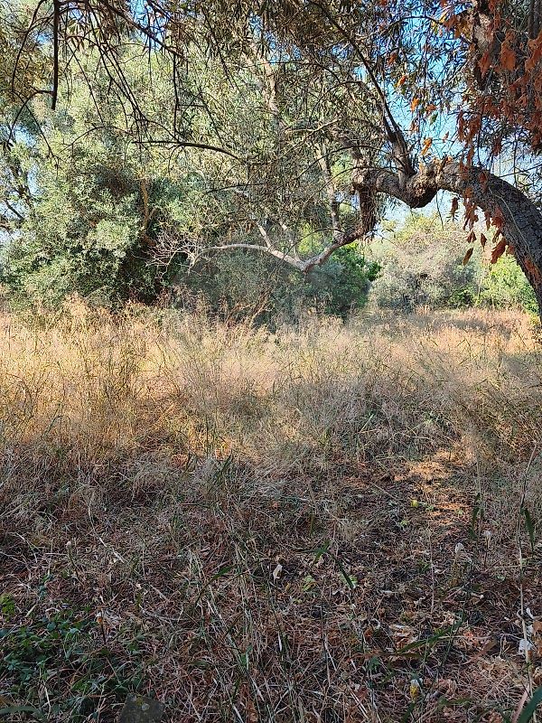 Terreno - Alcoutim e Pereiro, Alcoutim, Faro