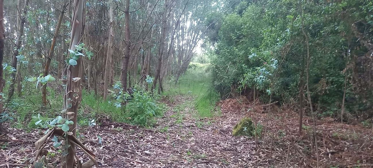 Terreno à venda em Oliveira do Bairro