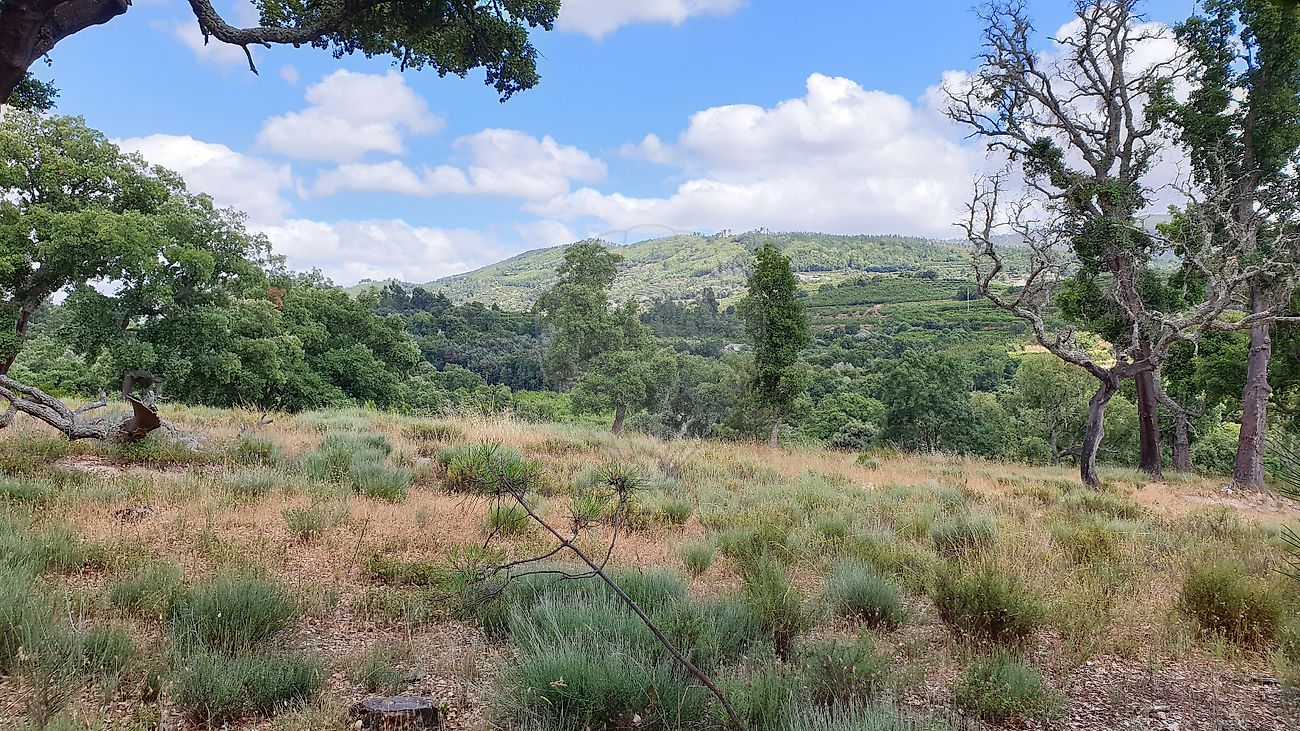 Terreno à venda em Fundão