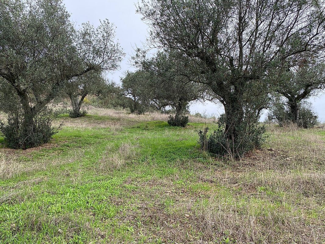 Terreno à venda em Castelo Branco