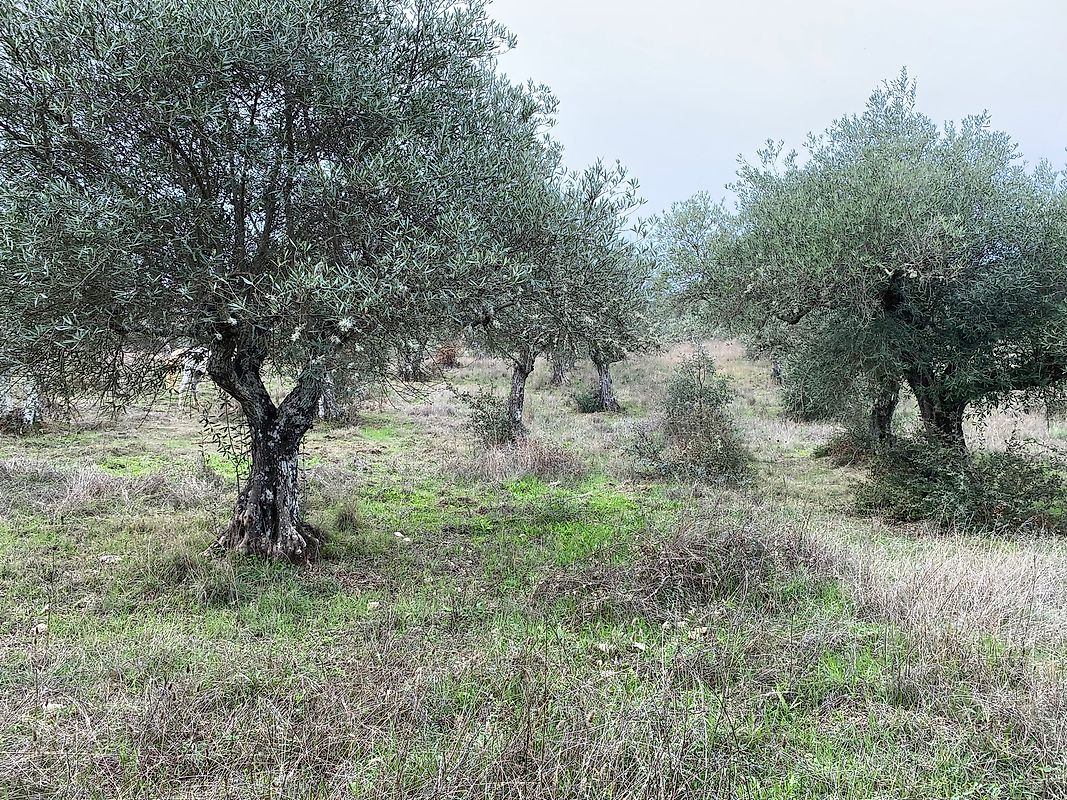 Terreno à venda em Castelo Branco