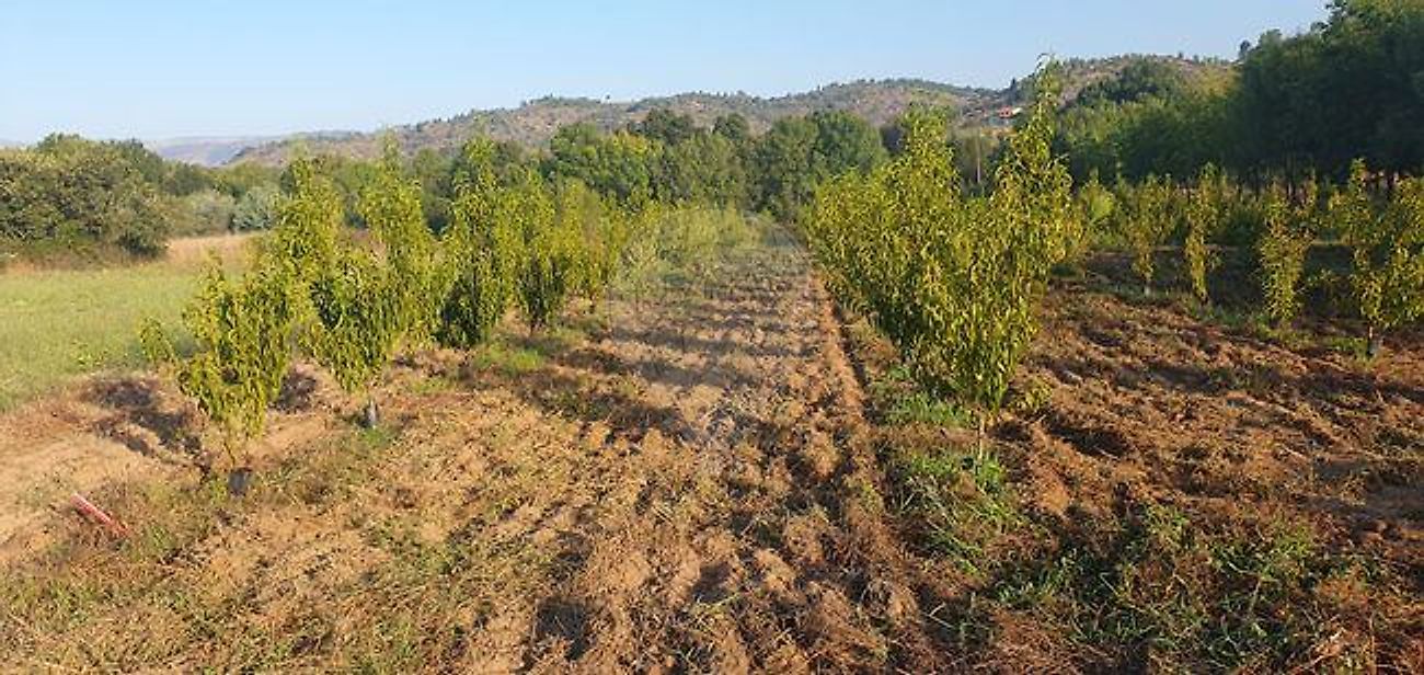 Terreno - Bendada, Sabugal, Guarda