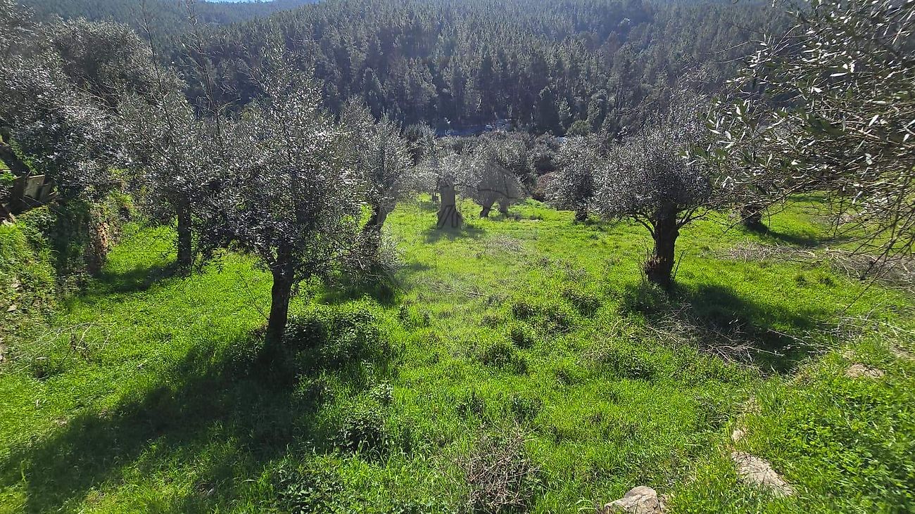 Terreno - Barroca, Fundão, Castelo Branco