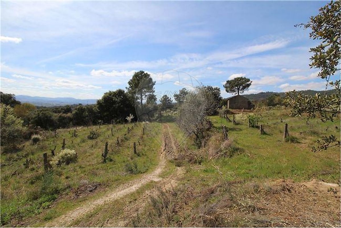 Terreno - Pêro Viseu, Fundão, Castelo Branco