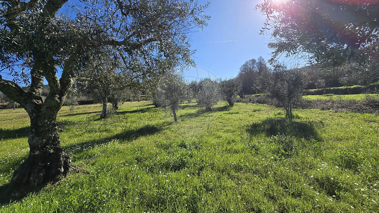 Quinta - Caria, Belmonte, Castelo Branco