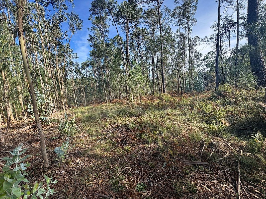 Terreno à venda em Batalha