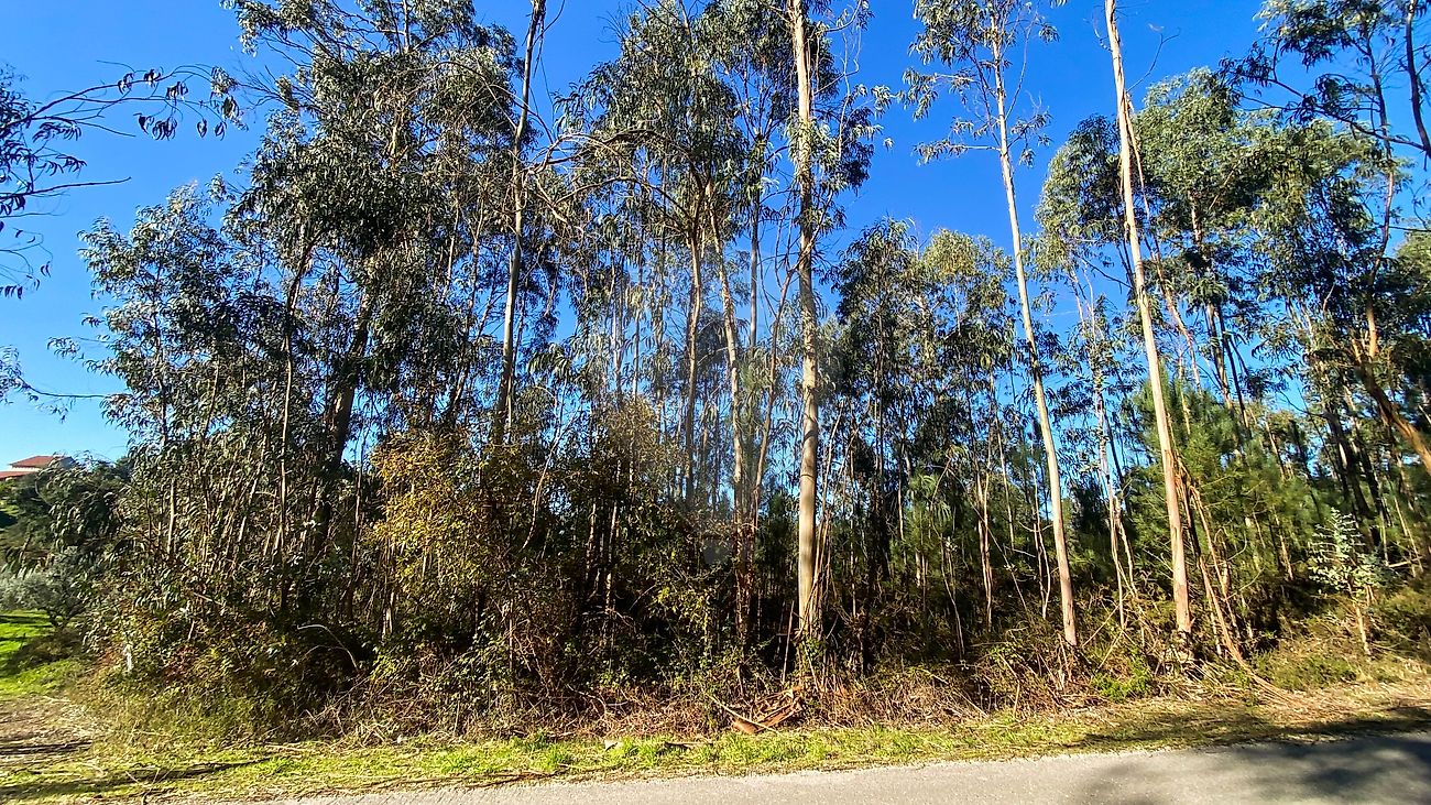 Terreno - Urqueira, Ourém, Santarém