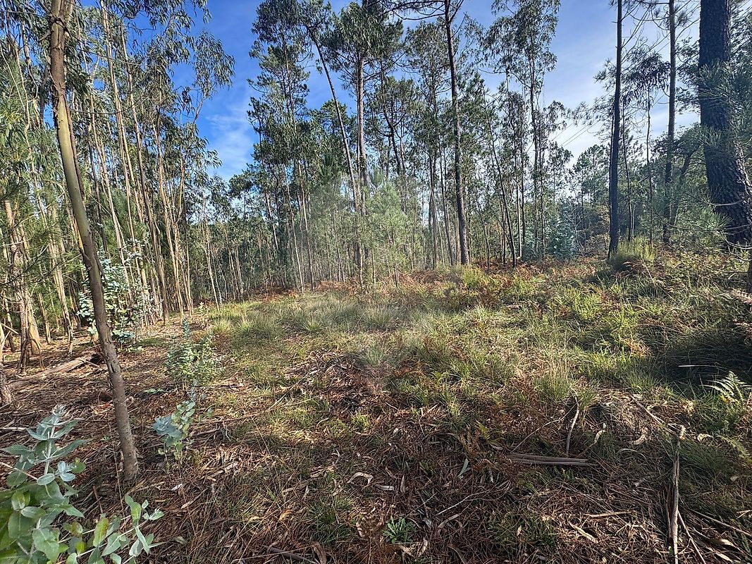 Terreno - São Mamede, Batalha, Leiria