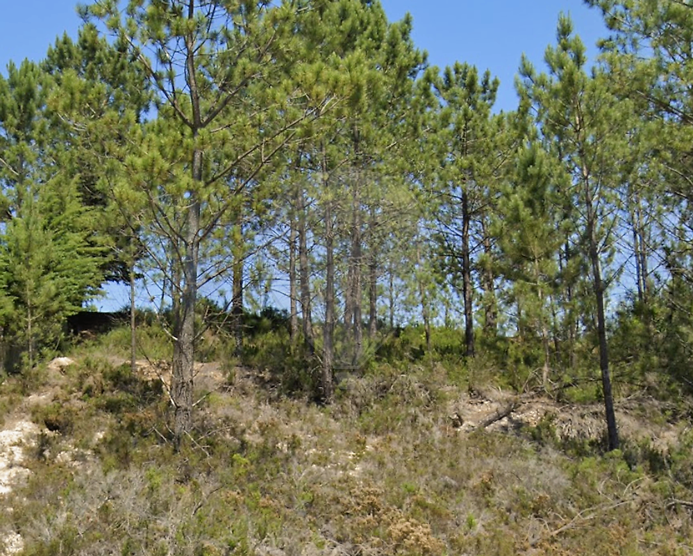 Terreno - Nossa Senhora Misericórdias, Ourém, Santarém