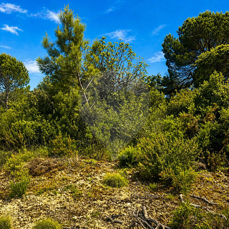 Terreno - Assentiz, Torres Novas, Santarém